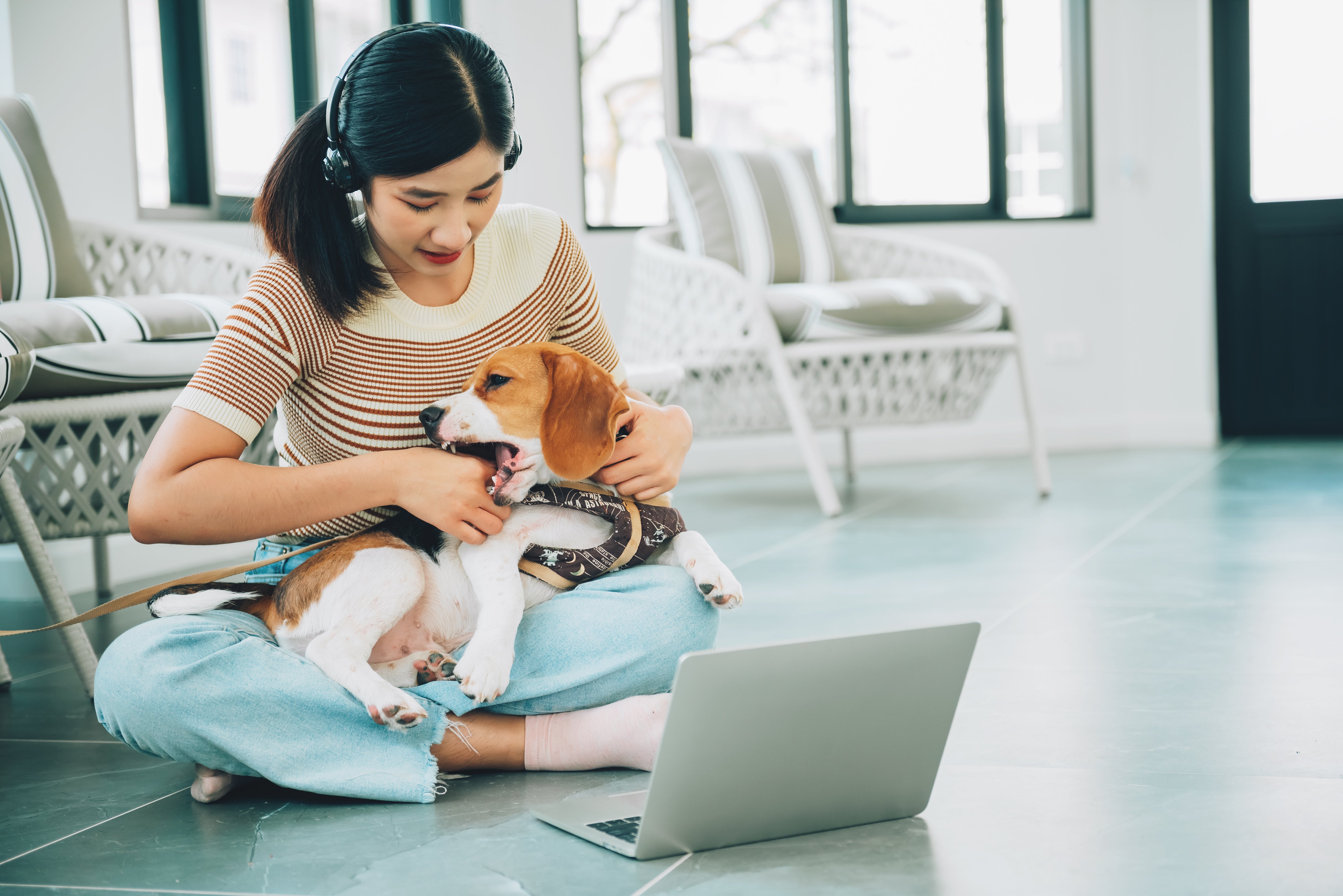 7 Benefits of an Online Veterinary Consultation – Pet PA NZ