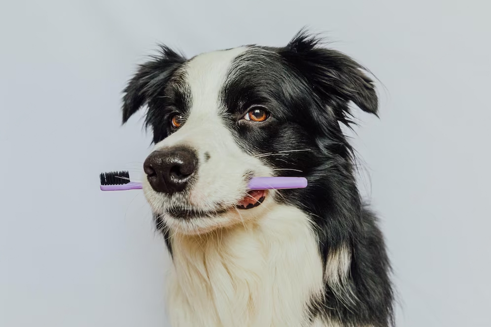 8 Top Tips for Brushing Your Pets' Teeth at Home