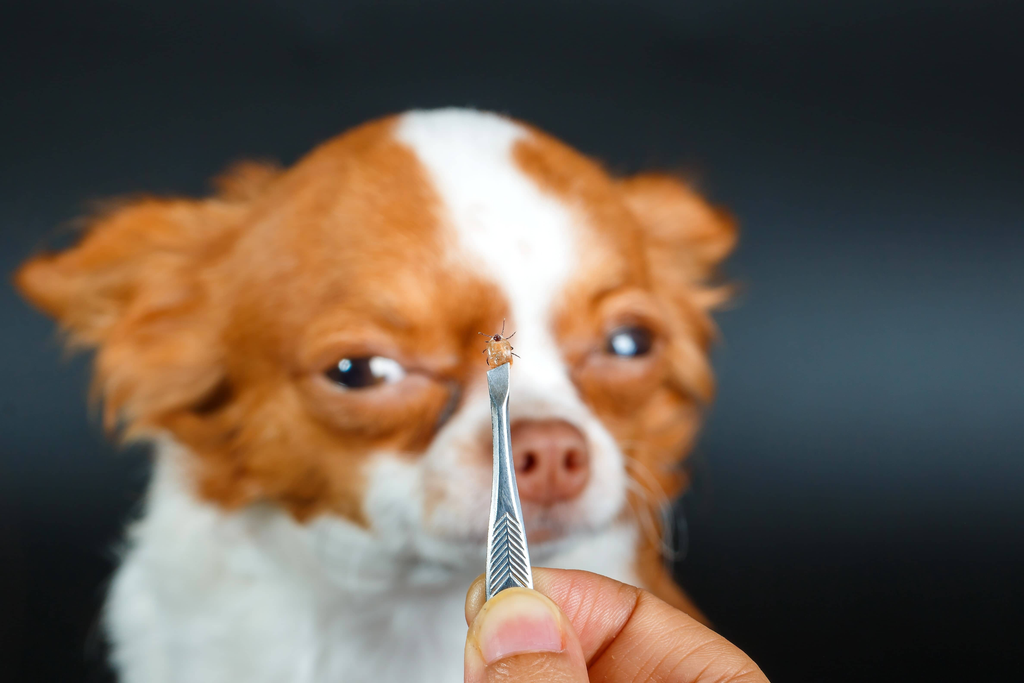 Preventive Care Checklist for Pet Parasite Prevention