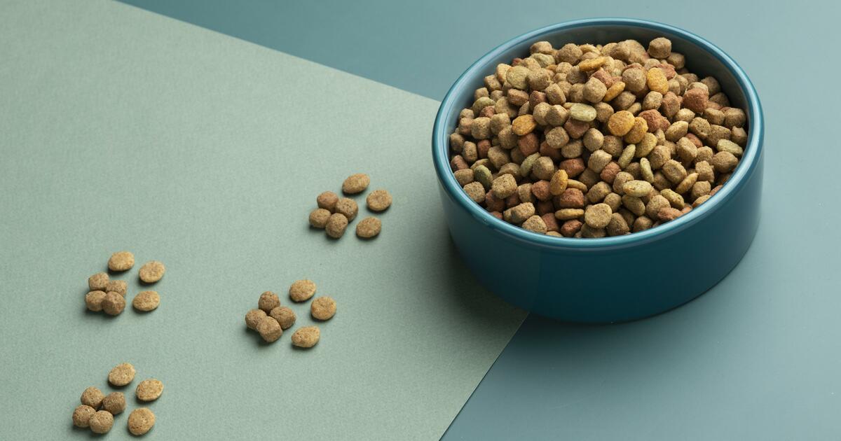 The Evolution of Pet Food From Kibble Canned and Raw Pet PA NZ