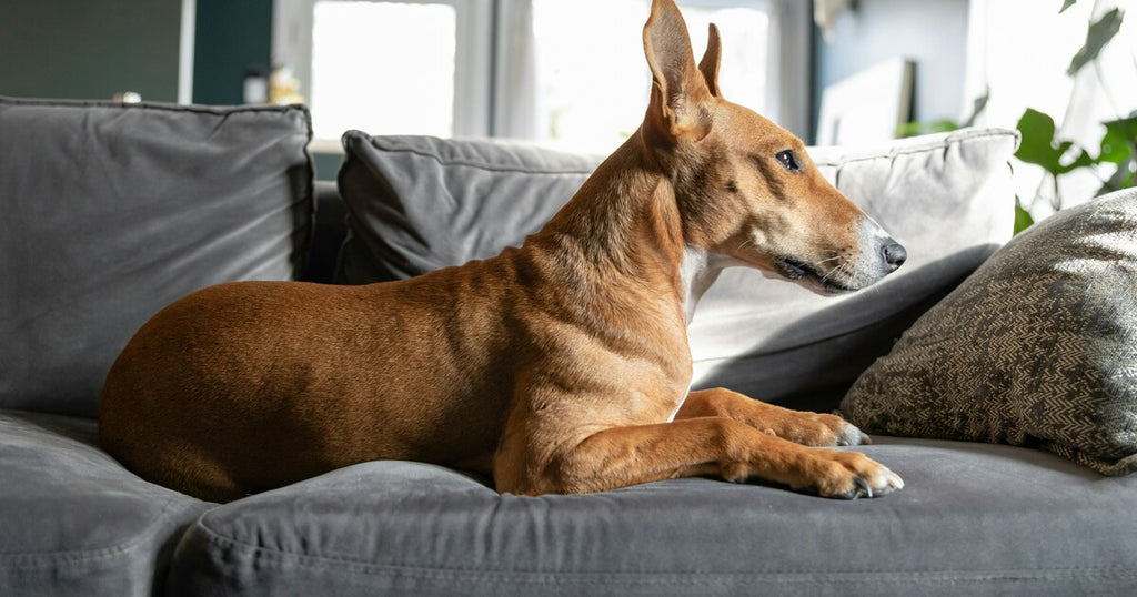 Top 5 Dog Joint Supplements to Keep Your Dog Active and Healthy