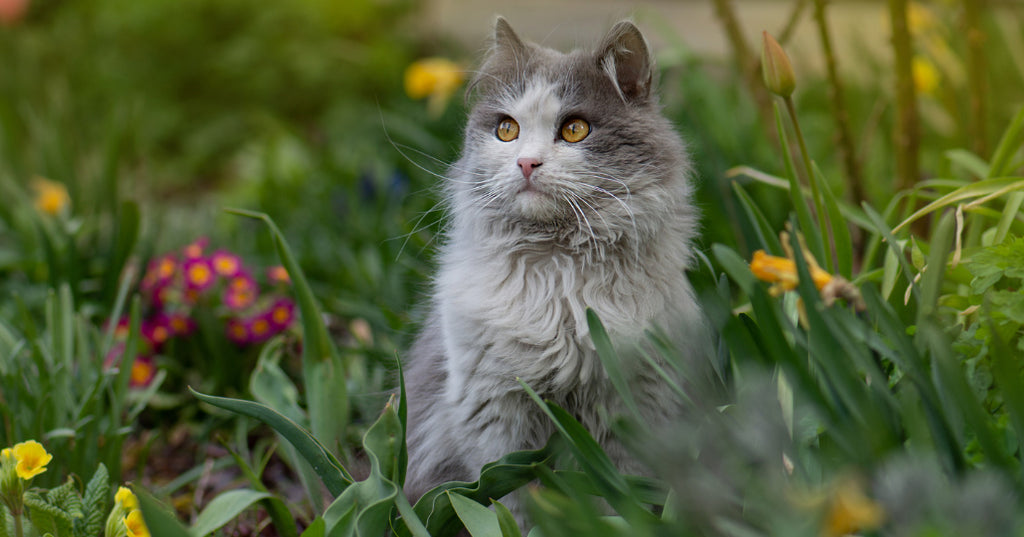 Spring allergies and parasite prevention for your pet