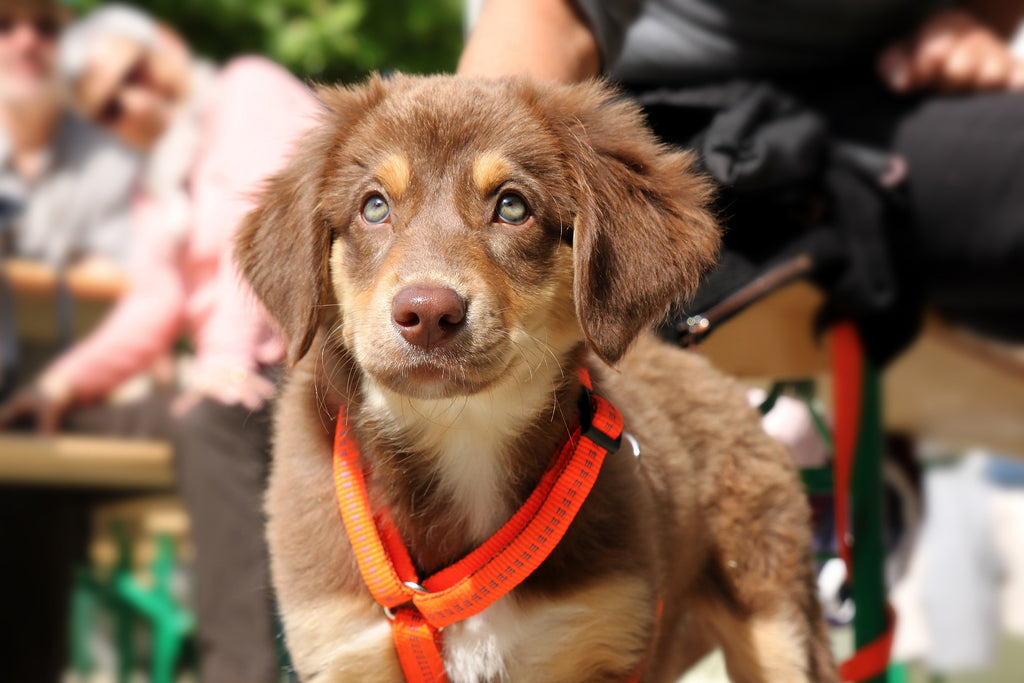 Puppy with leash