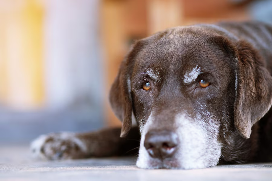 Senior aged dog waiting