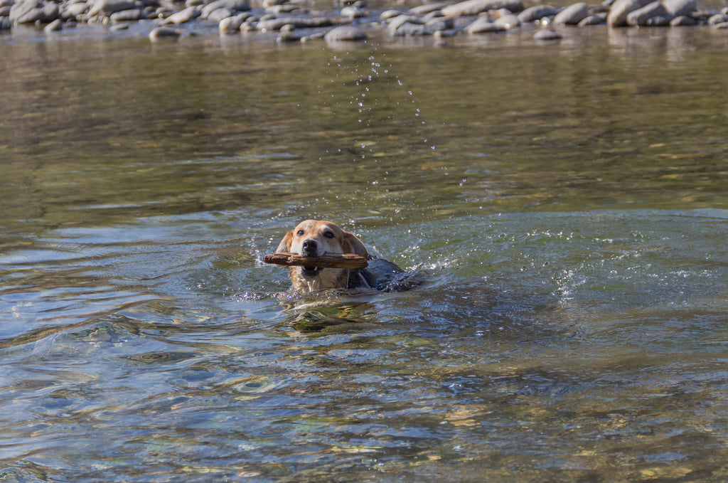 Pet Safety: Visiting the Beach, Lake or River with Your Dog